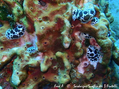 Peltodoris atromaculata