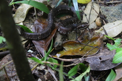 Agkistrodon russeolus