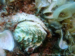 Pseudochama gryphina