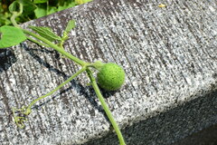 Thladiantha nudiflora