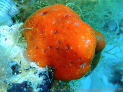 Pseudodistoma cyrnusense