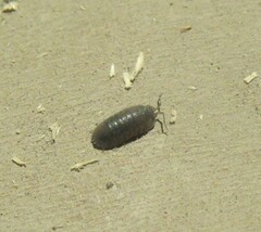 Armadillidiidae