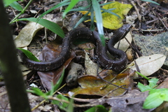 Agkistrodon russeolus