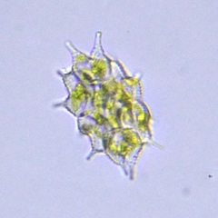 Pseudopediastrum boryanum