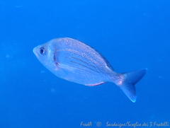 Spondyliosoma cantharus