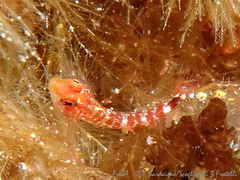 Tripterygion delaisi