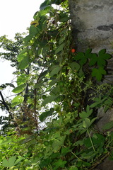 Thladiantha nudiflora