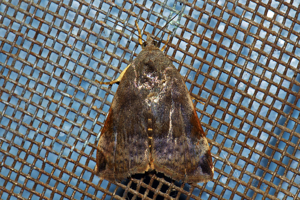 Teak Defoliator (Lepidoptera (butterflies and moths) of the Chagos ...