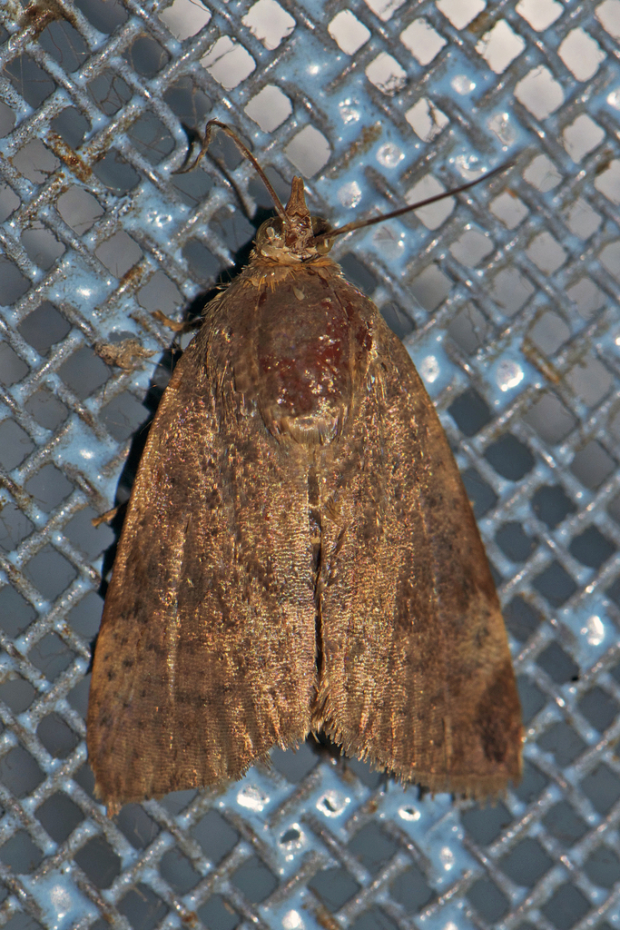 Teak Defoliator (Lepidoptera (butterflies and moths) of the Chagos ...