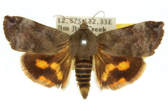Teak Defoliator Lepidoptera butterflies And Moths Of The British teak-defoliator-lepidoptera-butterflies-and-moths-of-the-british
