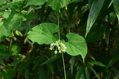 Vincetoxicum auriculatum