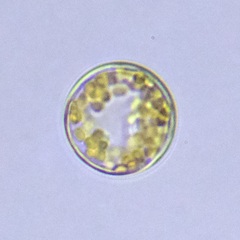 Coscinodiscales