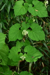 Vincetoxicum auriculatum