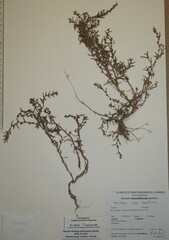 Suaeda maritima maritima