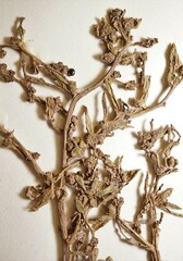 Suaeda maritima maritima