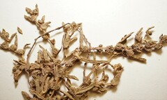 Suaeda maritima maritima