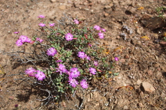 Leipoldtia schultzei