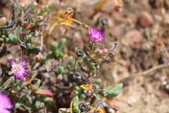 Leipoldtia schultzei
