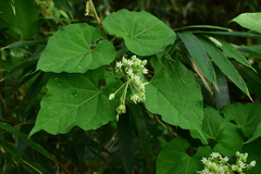 Vincetoxicum auriculatum