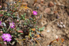 Leipoldtia schultzei