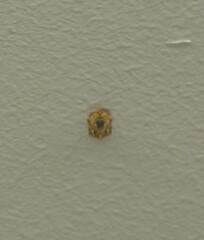 Adoxophyes privatana