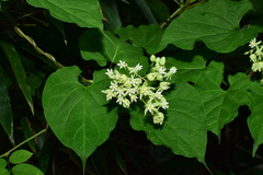 Vincetoxicum auriculatum