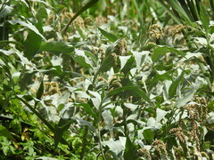 Persicaria senegalensis