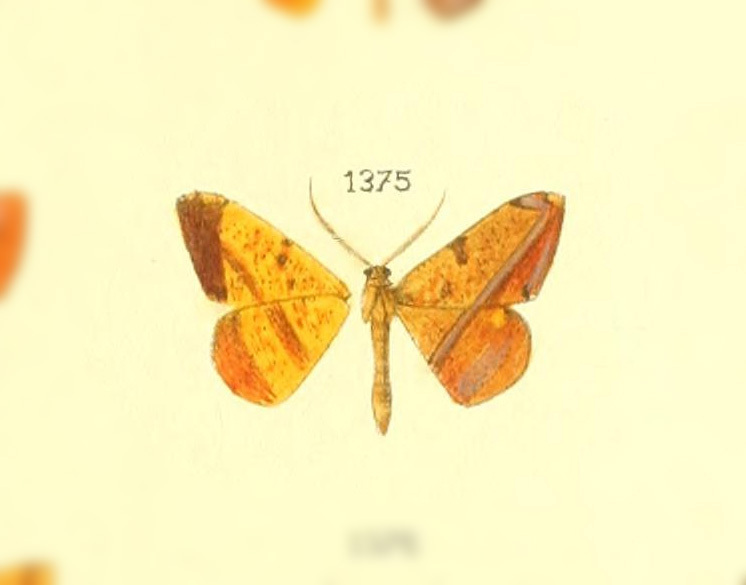 Pyrinia augustata
