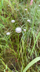 Eriocaulaceae