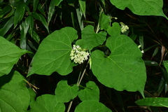 Vincetoxicum auriculatum