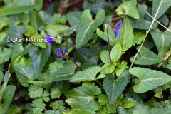 Viola inconspicua nagasakiensis