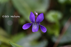 Viola inconspicua nagasakiensis