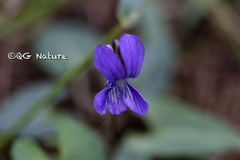 Viola inconspicua nagasakiensis