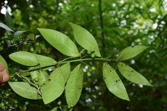 Gardneria multiflora