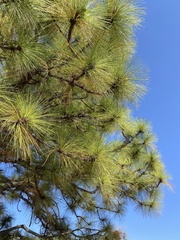 Pinus devoniana
