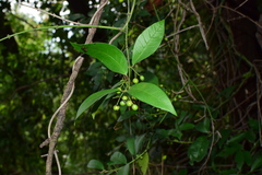 Gardneria multiflora