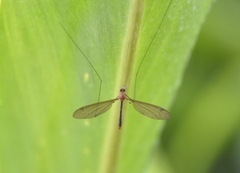 Microtipula