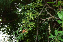 Gardneria multiflora