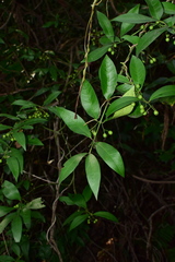 Gardneria multiflora