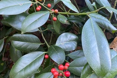 Ilex aquifolium