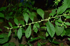 Carpesium abrotanoides