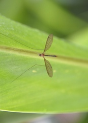 Microtipula