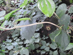 Smilax anceps