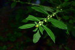 Carpesium abrotanoides