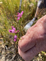 Erica obliqua