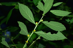 Carpesium abrotanoides