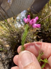 Erica obliqua