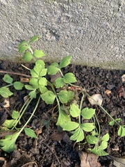Papaver cambricum
