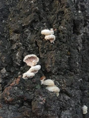 Schizophyllum commune