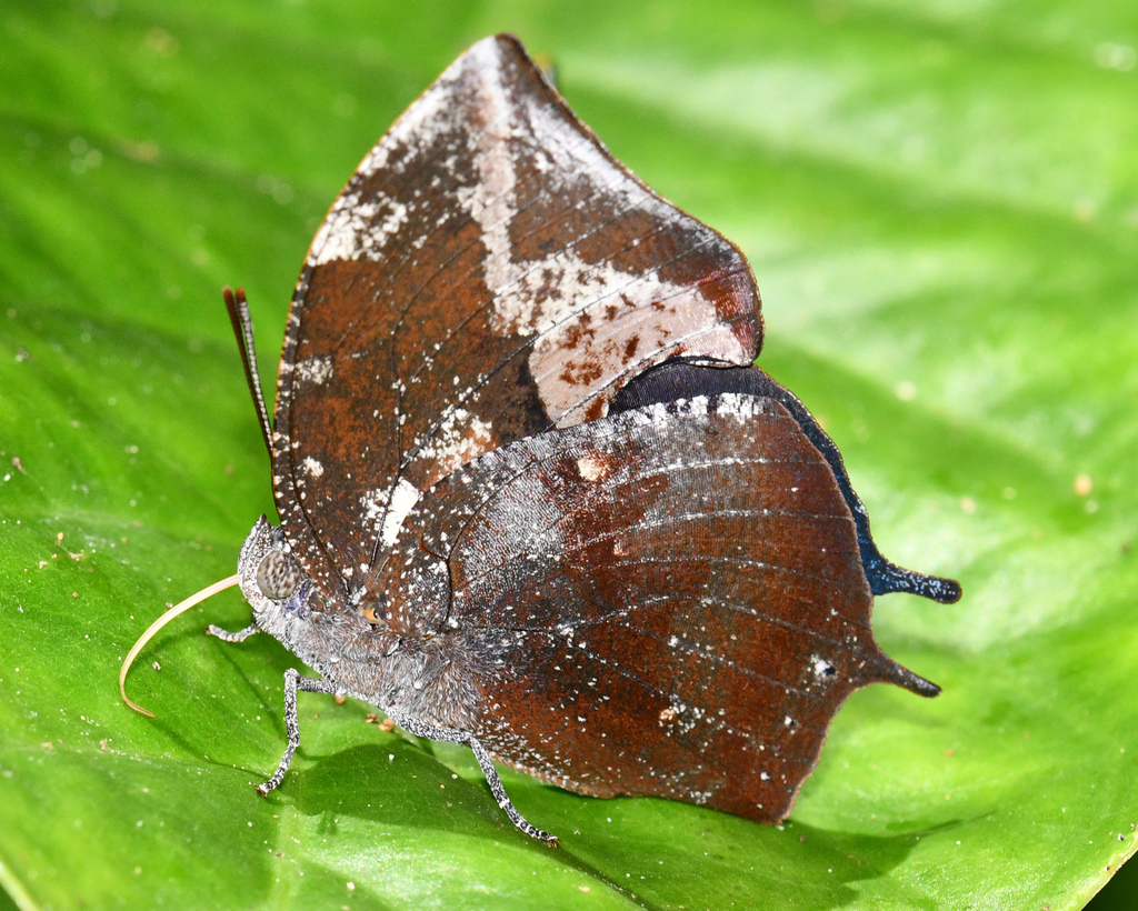 Memphis cerealia